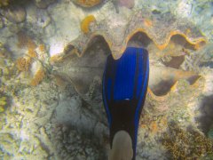 20-Giant clam at Michaelmas Cay, Great Barrier Reef